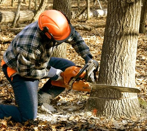 Tree Removal in Pleasant Prairie, WI